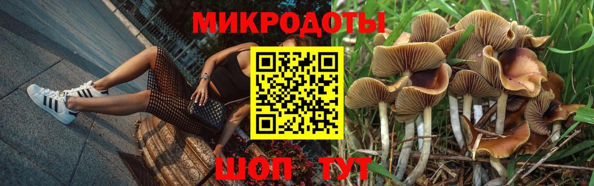 Псилоцибиновые грибы Psilocybe Братск